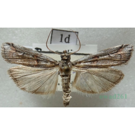 Pempelia palumbella (Denis & Schiffermüller, 1775) Czech1d